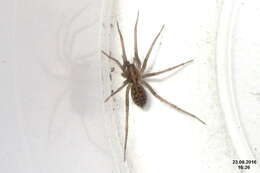 Image of Barn Funnel Weaver