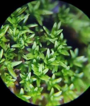 Image of revolute beard-moss