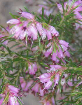 Image of Erica quadrifida (Benth.) E. G. H. Oliver