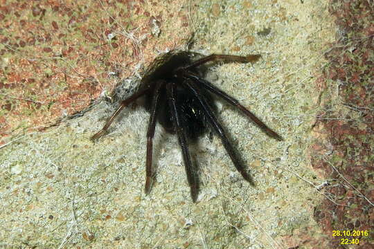 Image of Cellar Spider