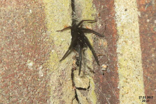 Image of Cellar Spider