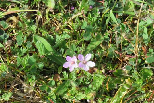 Image of Erodium acaule (L.) Becherer & Thell.