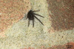 Image of Cellar Spider