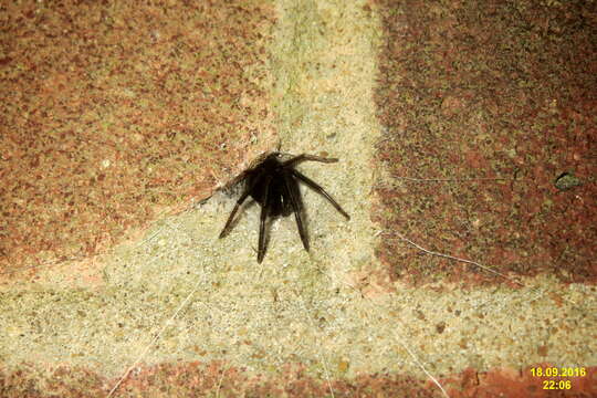 Image of Cellar Spider