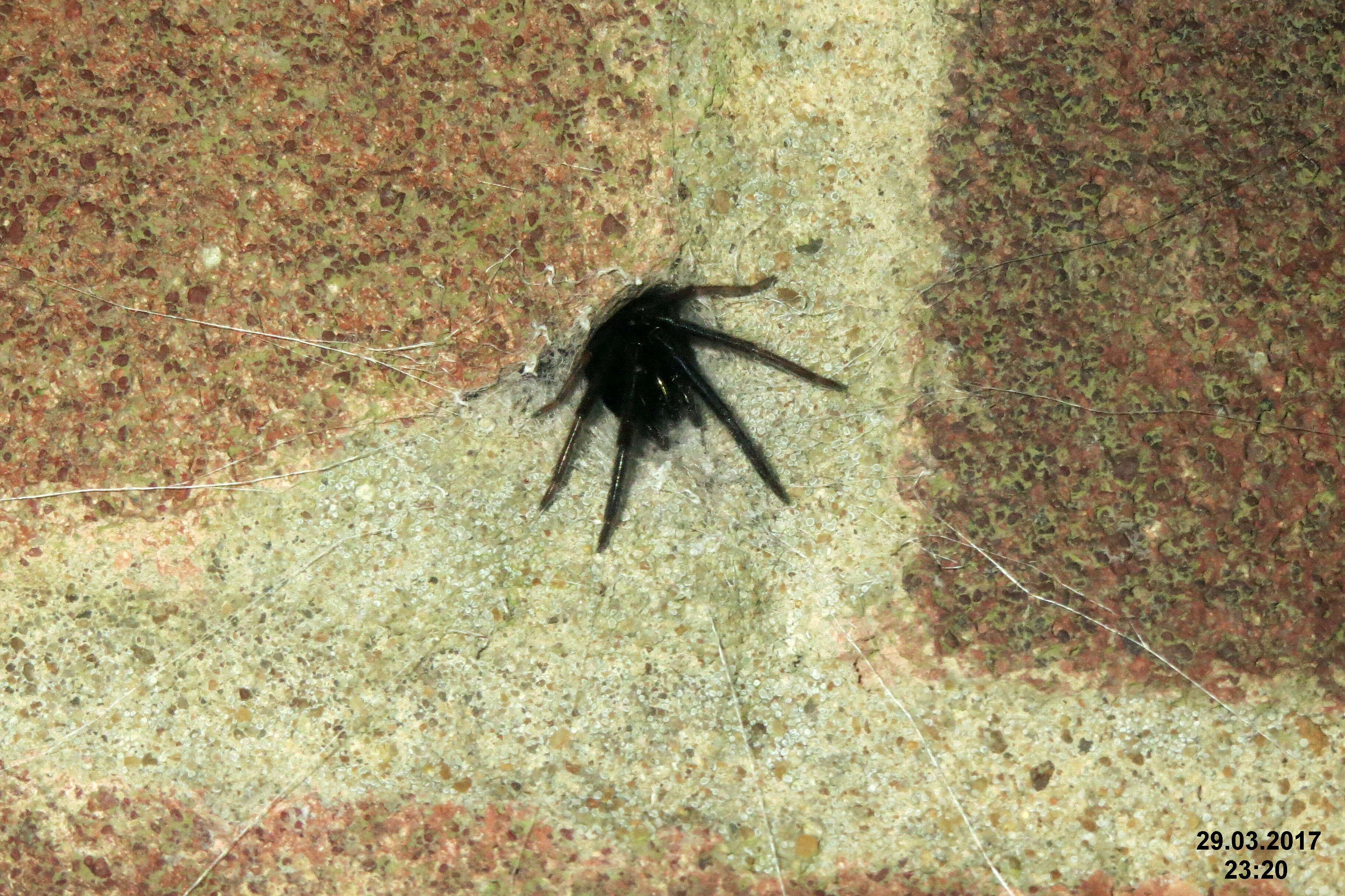 Image of Cellar Spider