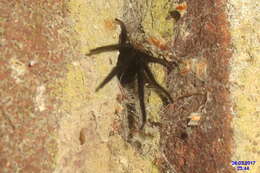 Image of Cellar Spider