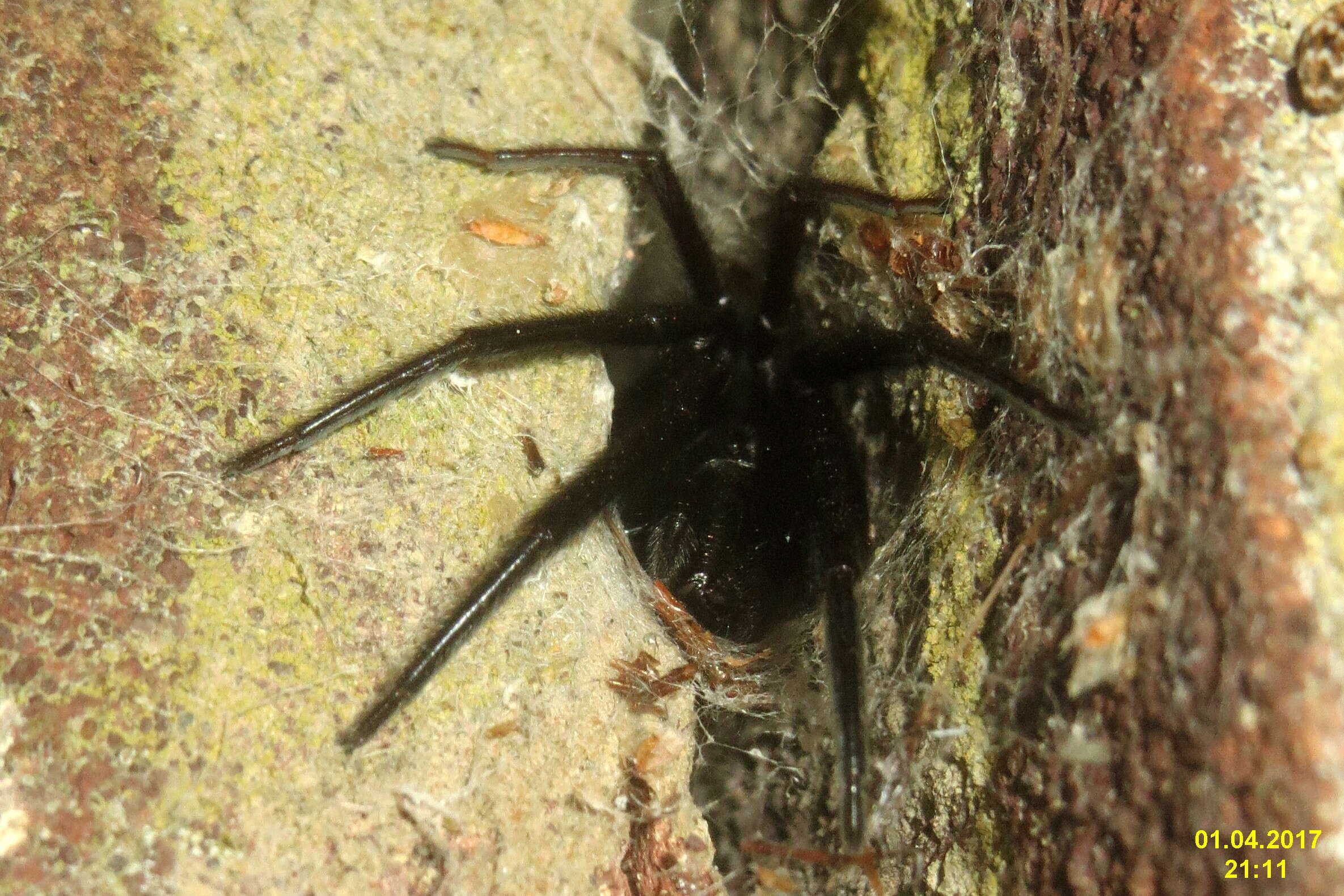 Image of Cellar Spider