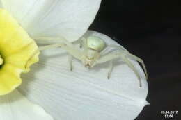 Image of Flower Crab Spiders