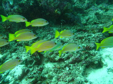 Image of Golden-lined snapper