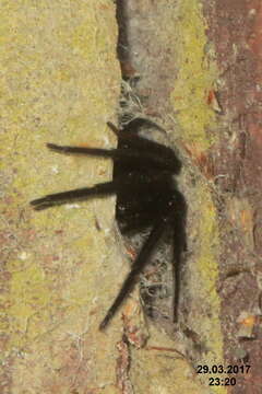 Image of Cellar Spider