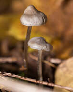 Sivun Tephrocybe kuva