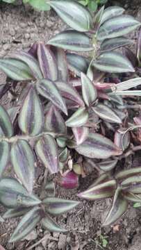 Tradescantia zebrina var. zebrina的圖片