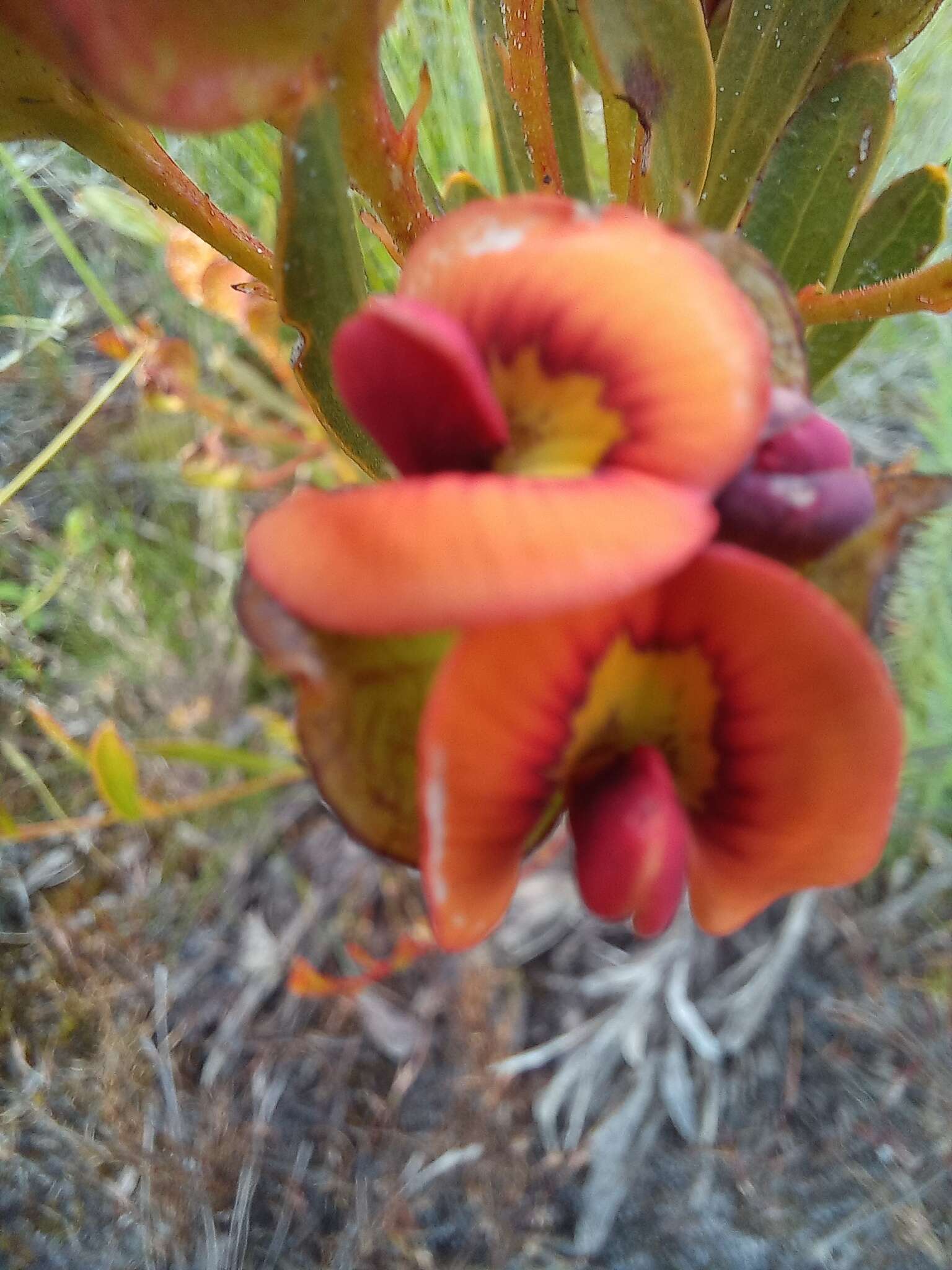 Imagem de Daviesia alternifolia Endl.