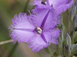 Слика од Thysanotus multiflorus R. Br.