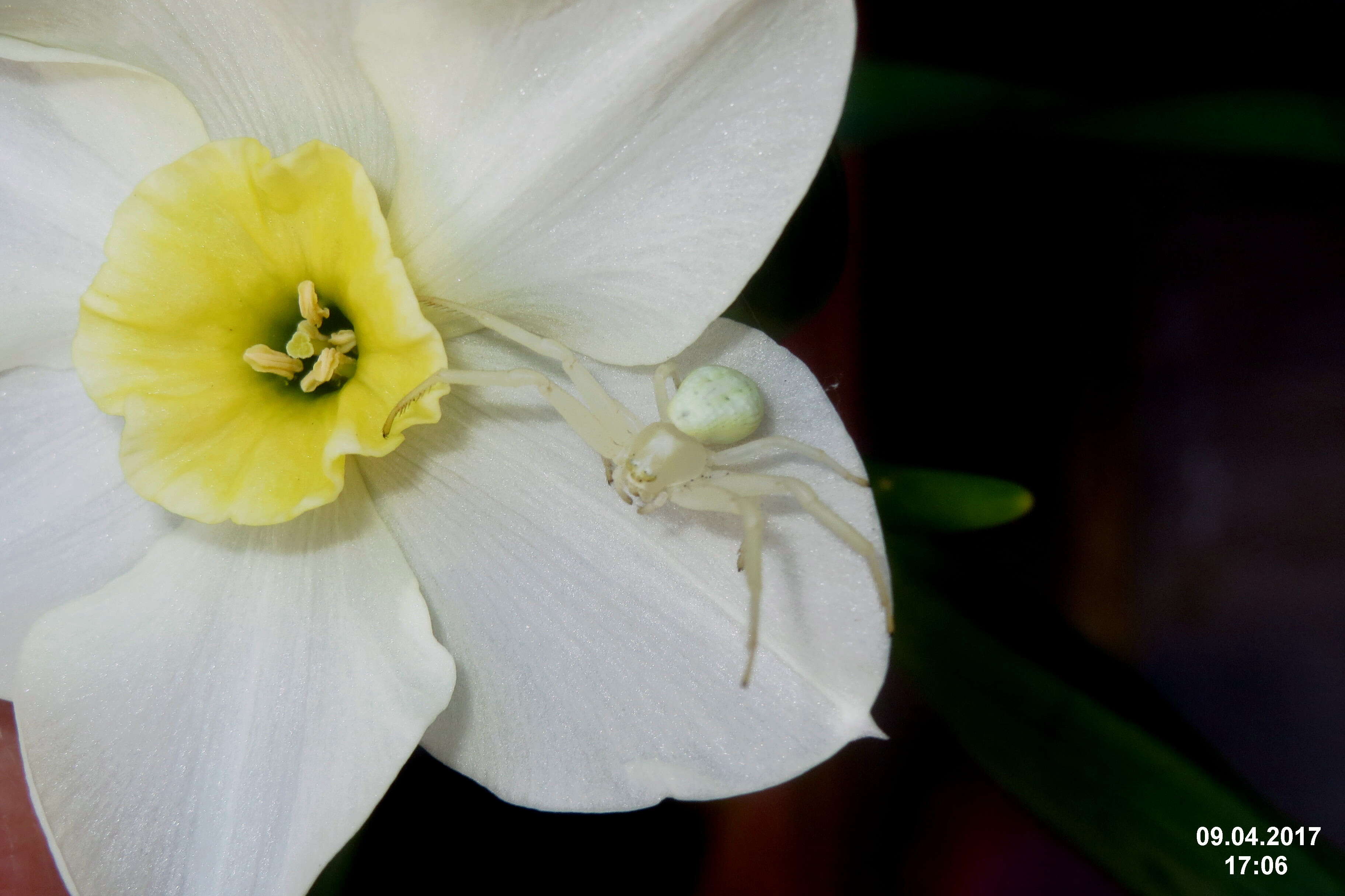 Image of Flower Crab Spiders