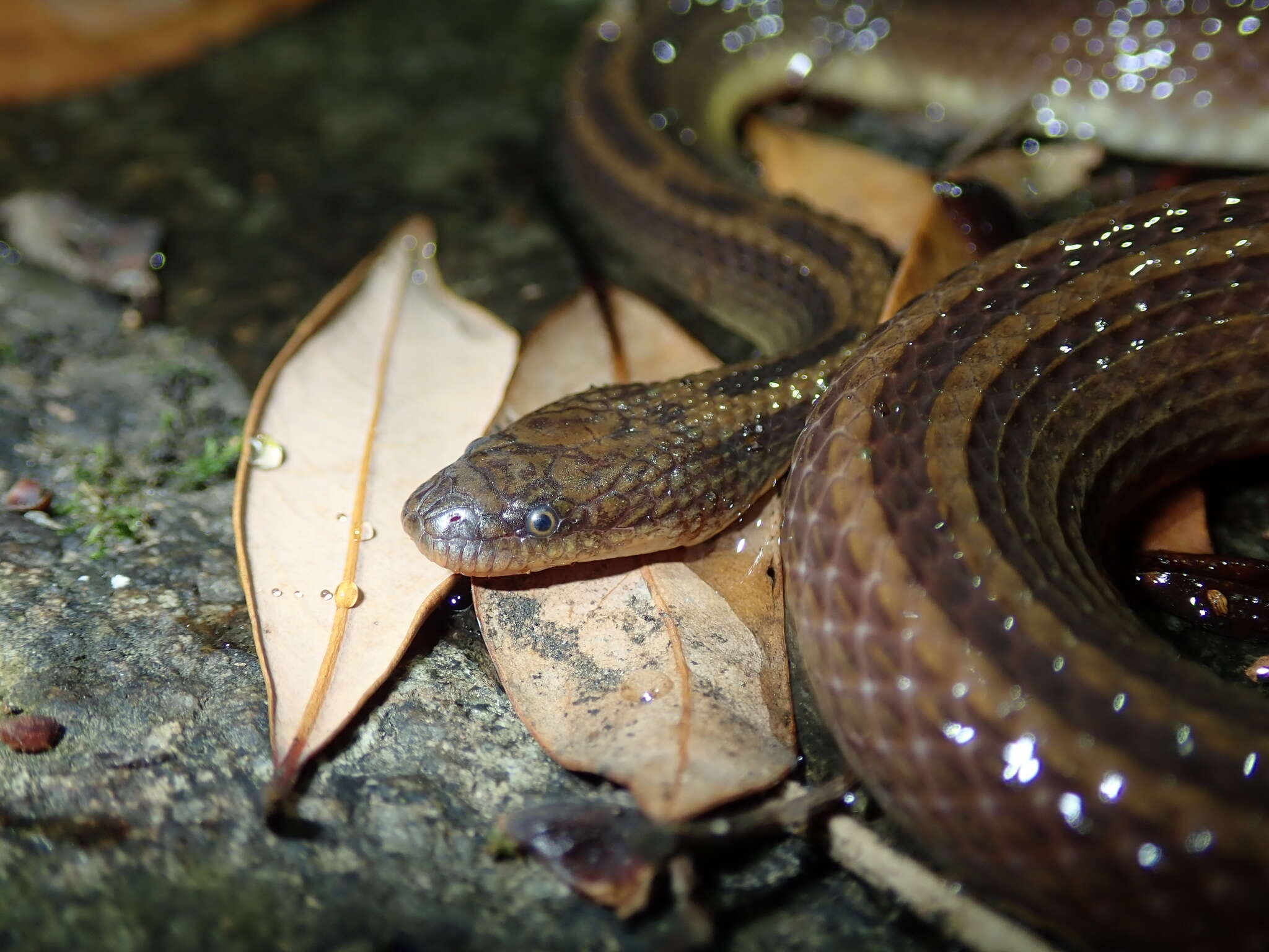 Plancia ëd Opisthotropis kuatunensis Pope 1928