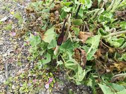 Image de Aristolochia wrightii Seem.