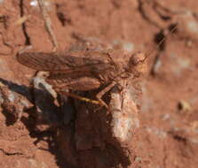 Image of Wrangler Grasshopper