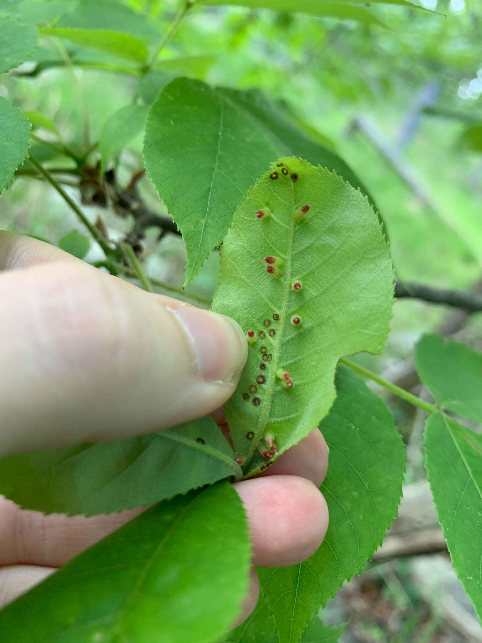 Image of Caryomyia striolata Gagne 2008