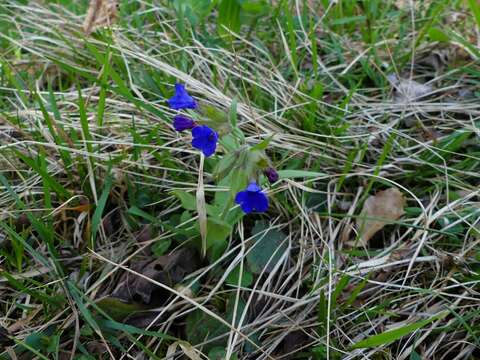 Image of Pulmonaria australis (J. Murr) W. Sauer