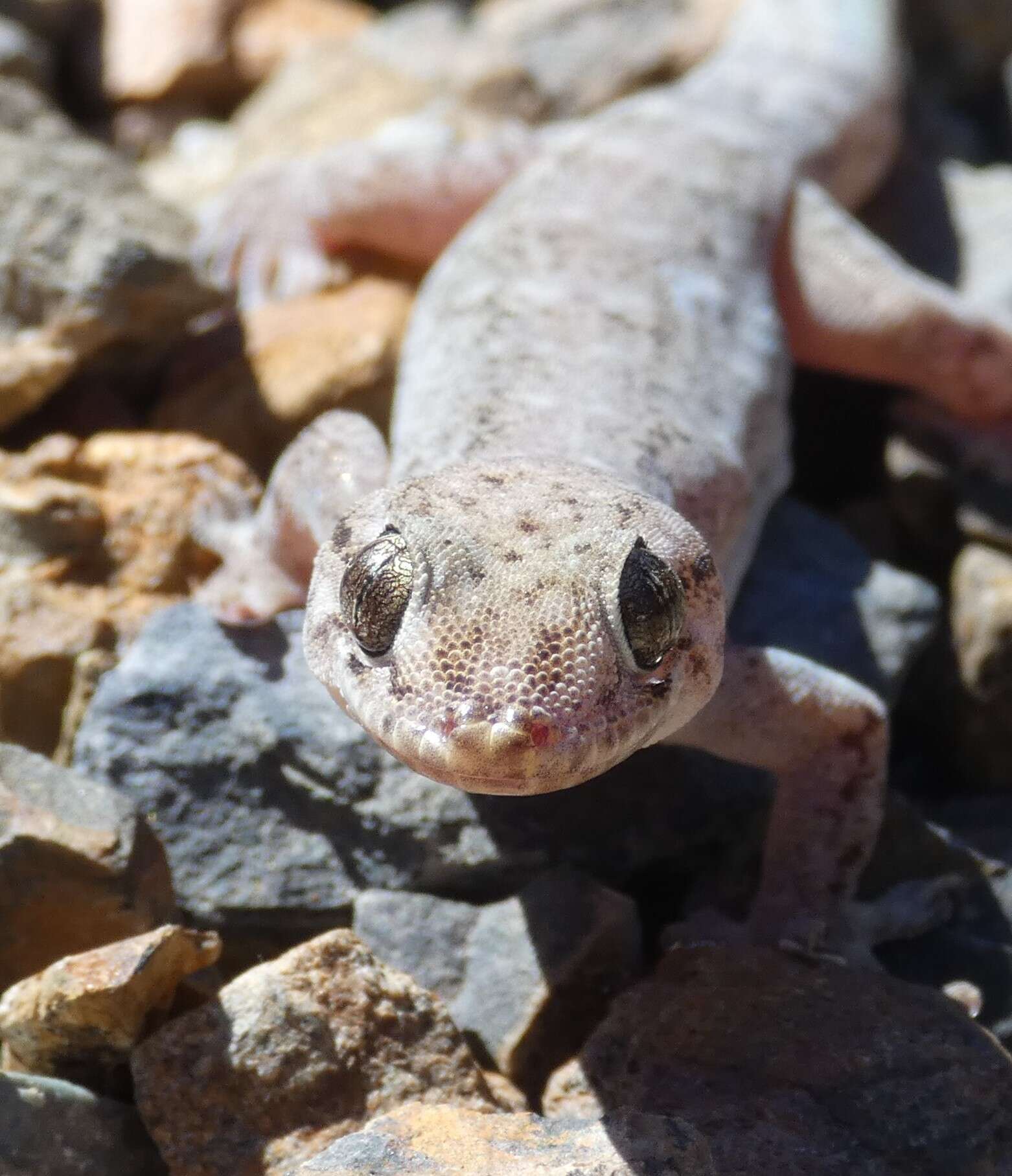 Imagem de Gehyra dubia (Macleay 1877)