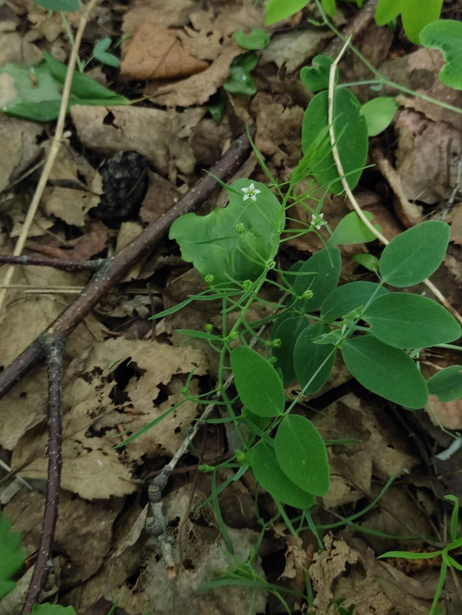 Image of Thesium repens Ledeb.