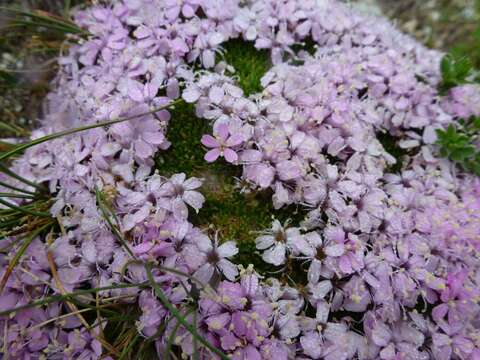 Image of moss campion