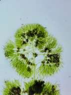 Image of Dwarf Stonewort