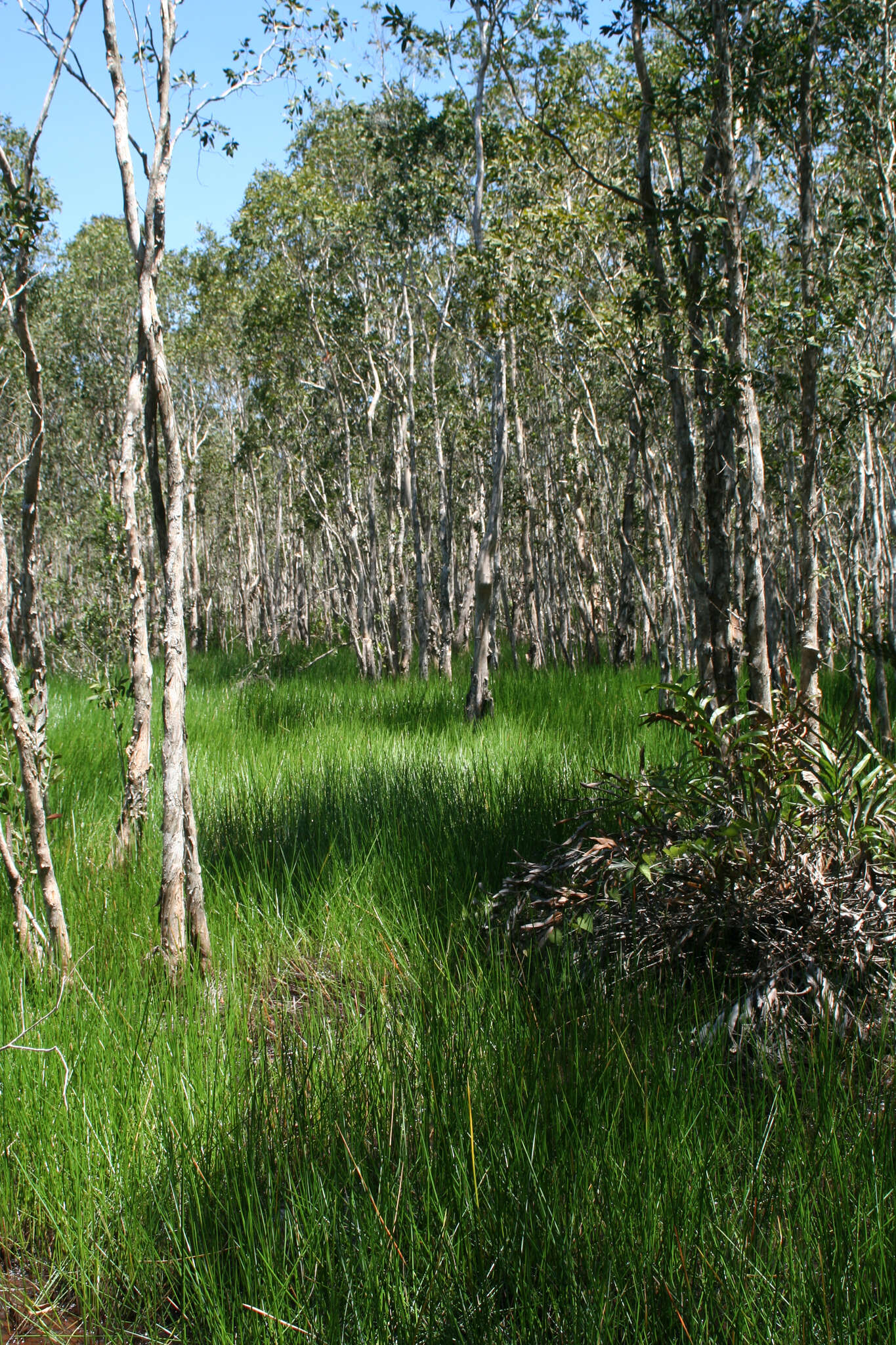 Image of cajeput