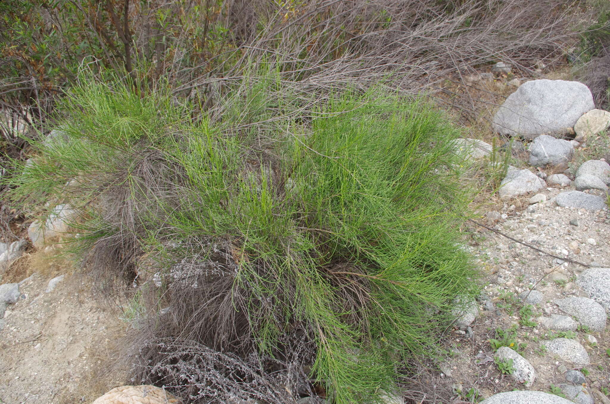 Image of California broomsage