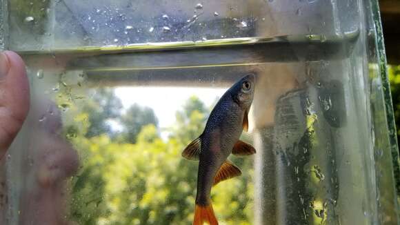 Image of Redfin Shiner