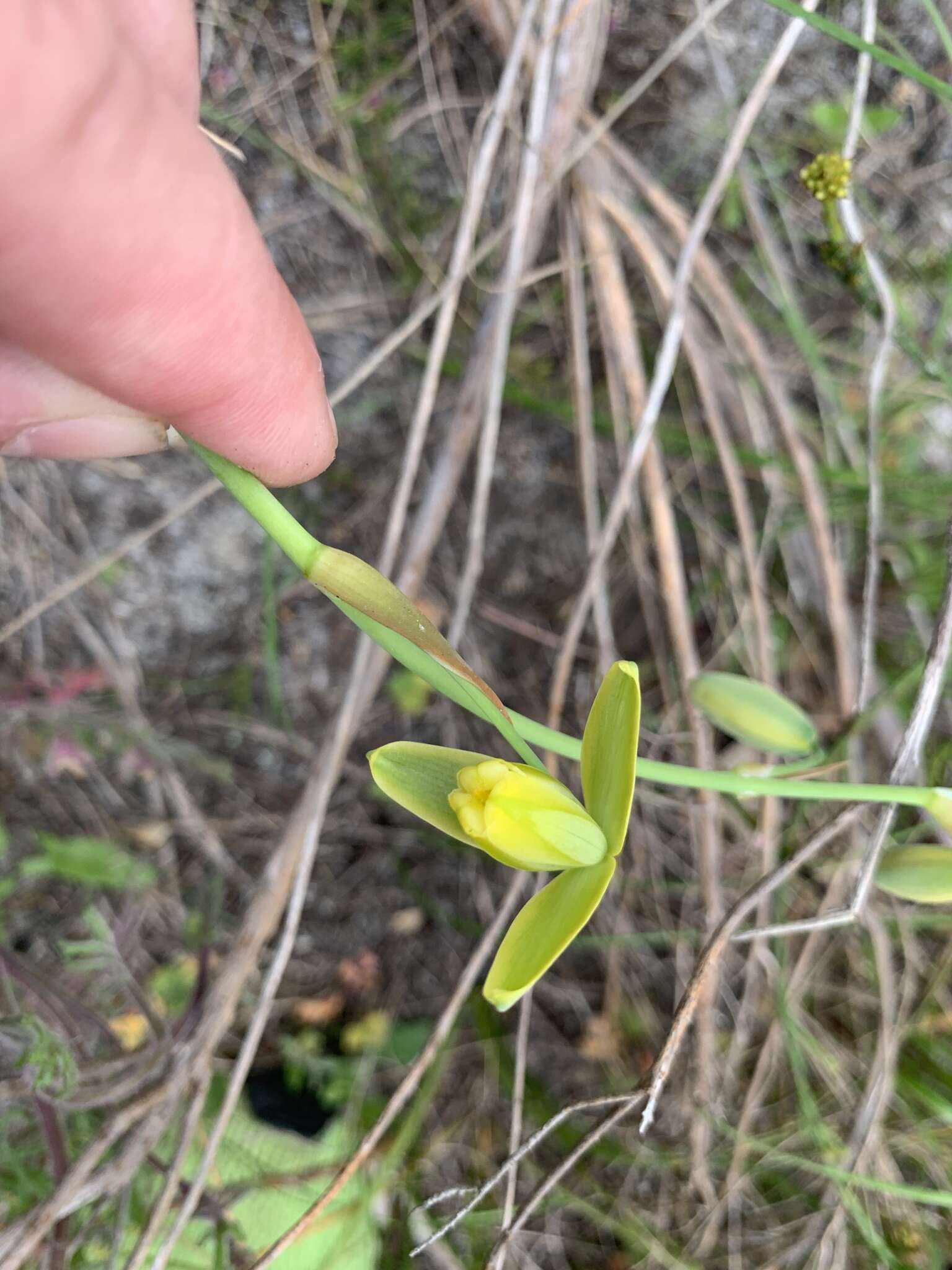 Image de Albuca cooperi Baker