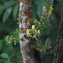 Swartzia pinnata (Vahl) Willd. resmi