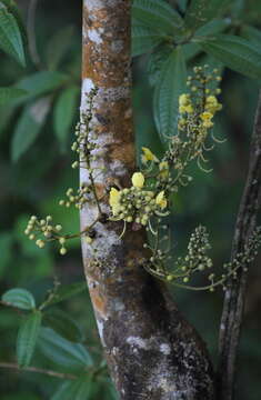 Swartzia pinnata (Vahl) Willd.的圖片