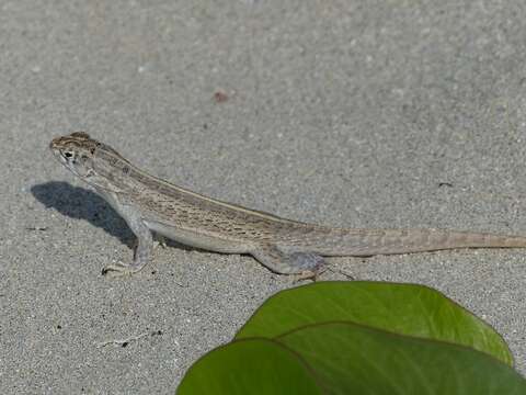 Image of Mountain Curlytail Lizard