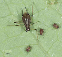 Image of Aphid