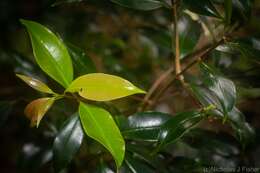 Image of Syzygium crebrinerve (C. T. White) L. A. S. Johnson