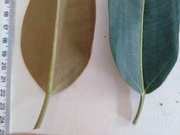 Image de Ficus pleurocarpa F. Müll.