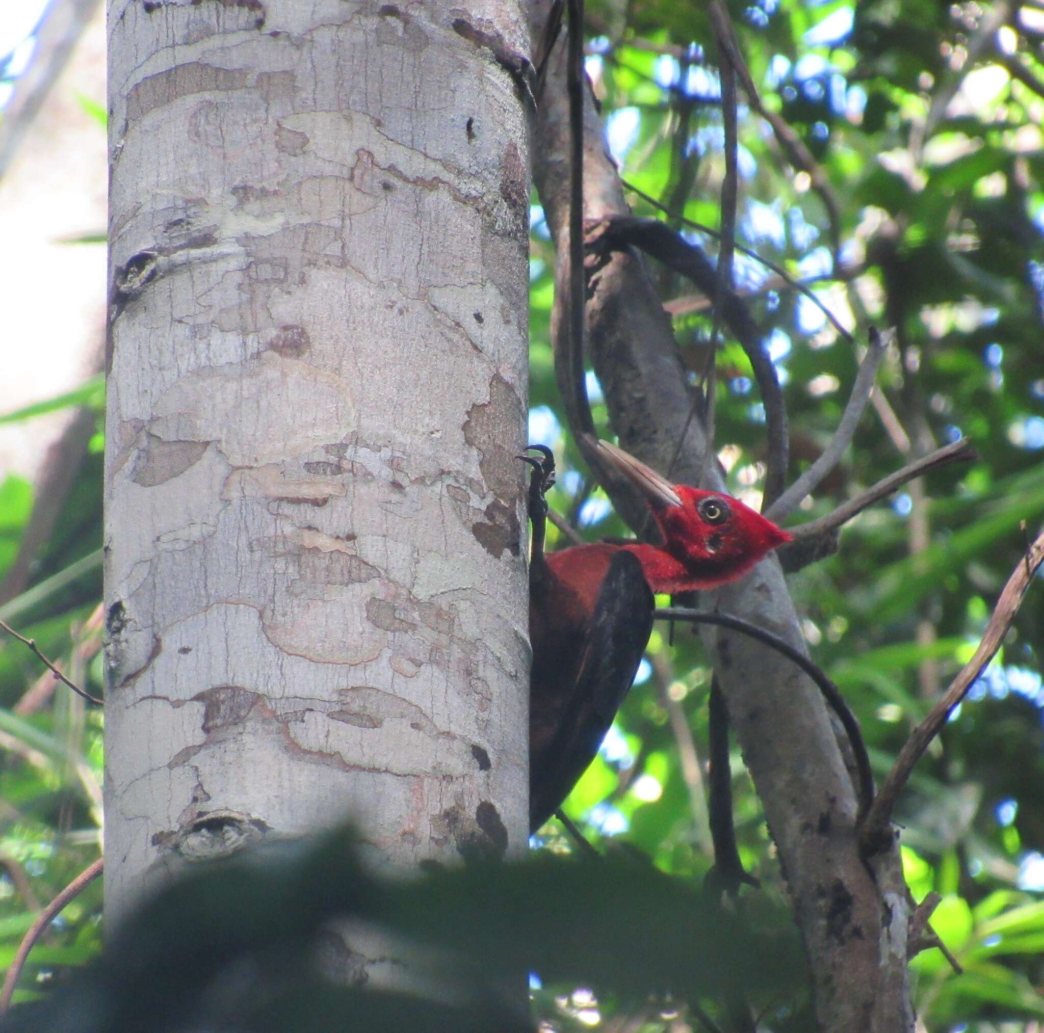 Image of Red-necked Woodpecker