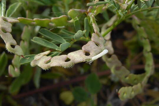 Image of Hippocrepis ciliata Willd.