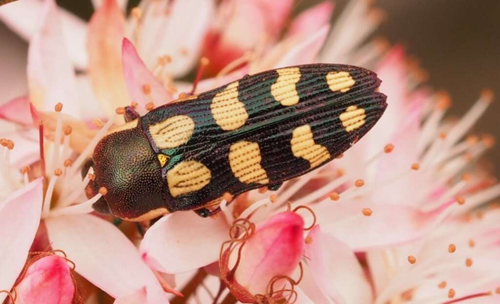 Image of Castiarina decemmaculata (Kirby 1818)