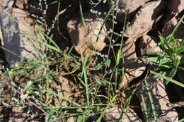 Image of New Mexico goosefoot