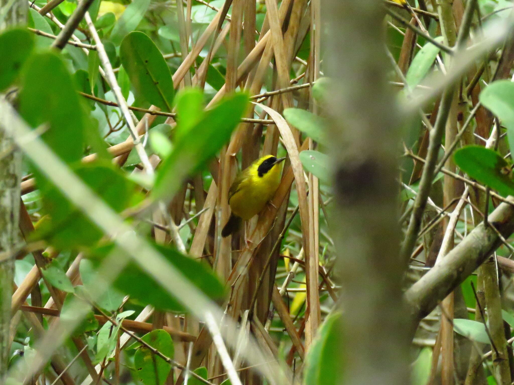 Image de Paruline à couronne jaune