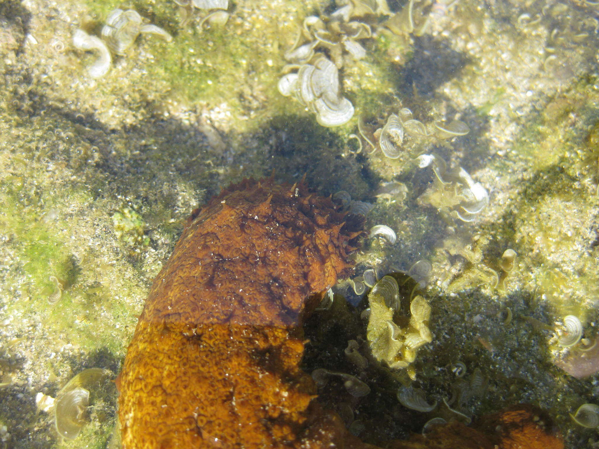 Image of Surf Redfish