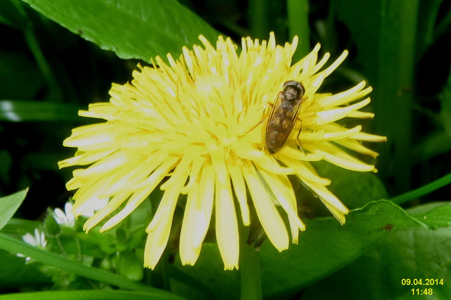 Image of Melanostoma scalare (Fabricius 1794)