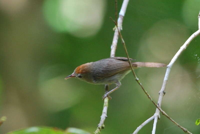 Image of Rufous-fronted Babbler