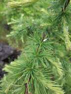 Image of Larix gmelinii var. gmelinii