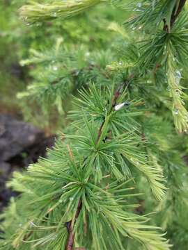 Larix gmelinii var. gmelinii resmi