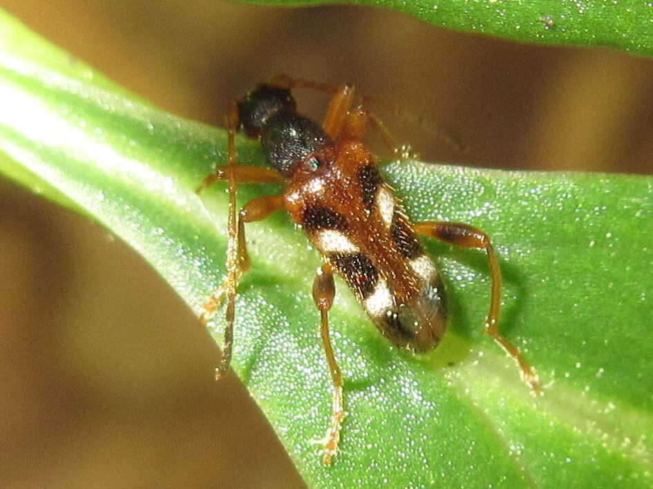 Image of Pidonia (Omphalodera) puziloi (Solsky 1872)