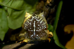 Image of Banded Horned Treefrog